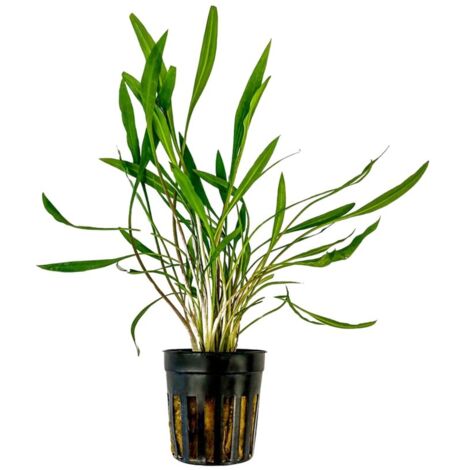 Aquarium Pflanze Cryptocoryne pink panther Topf Nr.309P