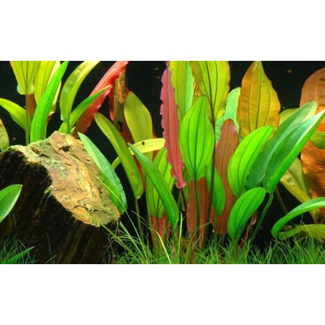 Aquarium Pflanze Echinodorus 'Red Diamond' Nr.374D