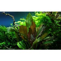 Aquarium Pflanze Echinodorus 'Reni' rot Tropica Nr.072D