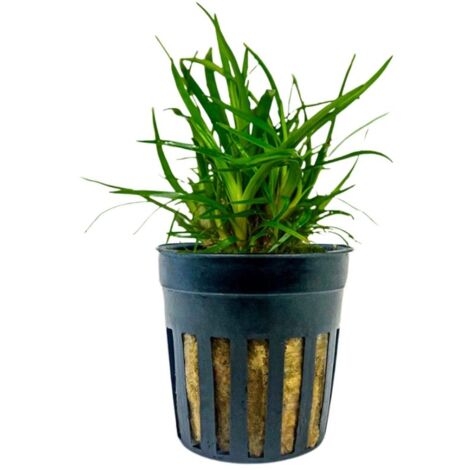 Aquarium Pflanze Eriocaulon sp. 'Vietnam' Topf Nr.391A