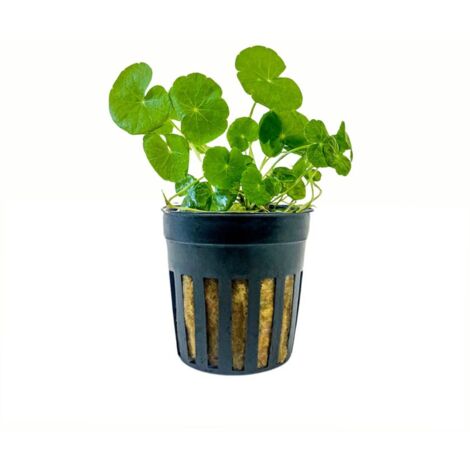 Aquarium Pflanze Hydrocotyle leucocephala Nr.339L