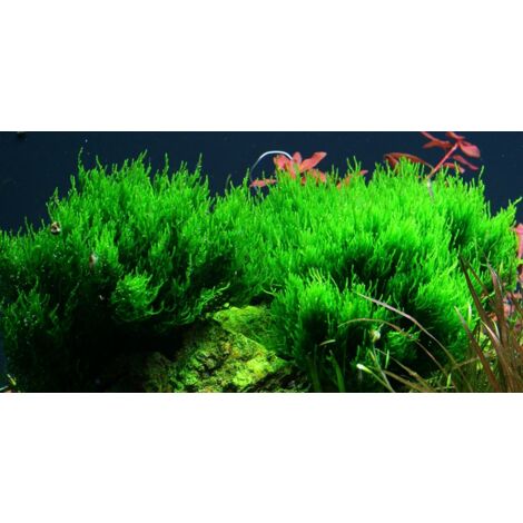 Aquarium Pflanze In Vitro 2 Stück Moos Taxiphyllum 'Flame' Wasserpflanze Nr.003H TC Set