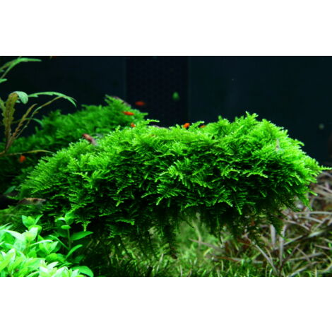 Aquarium Pflanze In Vitro 3 Stück Moos Vesicularia dubyana Christmas Wasserpflanze Nr.003A TC Set