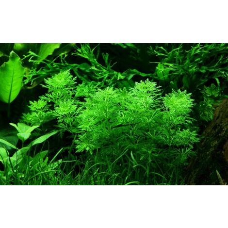 Aquarium Pflanze Limnophila sessiliflora Nr.347