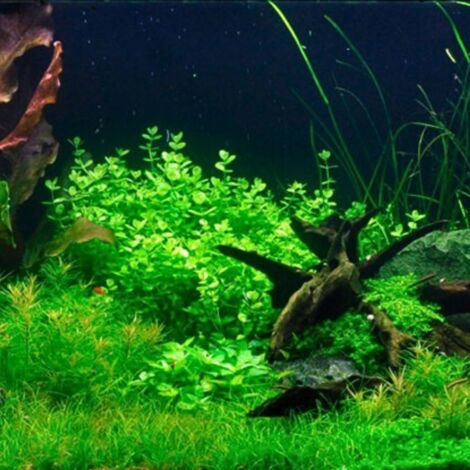 Aquarium Pflanze Lindernia rotundifolia Nr.045