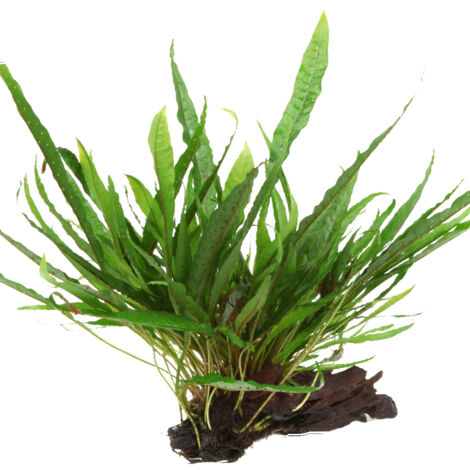 Aquarium Pflanze Microsorum pteropus Javafarn auf Wurzel Tropica Nr.008 YWS