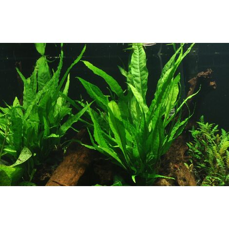 MM_UNVERIFIED_BRAND Aquarium Pflanze Microsorum pteropus Javafarn Wasserpflanzen Tropica Topf Nr.008