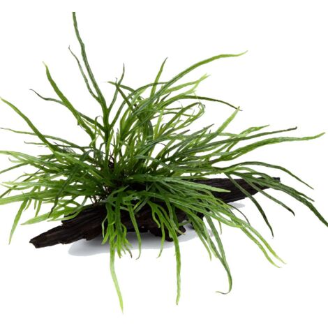 Aquarium Pflanze Microsorum pteropus 'Trident' auf Wurzel Tropica Nr.008G YWS
