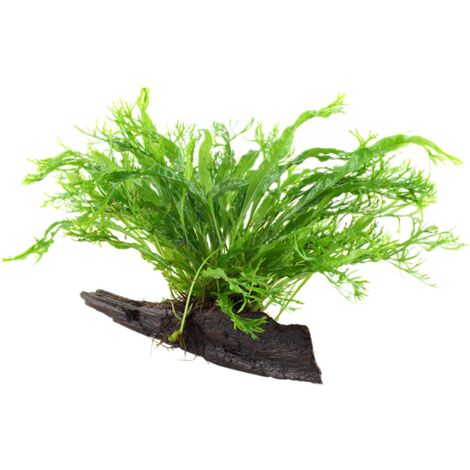 Aquarium Pflanze Microsorum pteropus 'Windeløv' auf Wurzel Tropica Nr.008B YWS