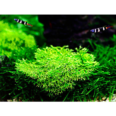 Tropica Aquarium Pflanze Moos Vesicularia dubyana 'Christmas Nr.003ATC in Vitro 1-2 Grow Wasserpflanzen Aquarium Aquariumpflanzen 