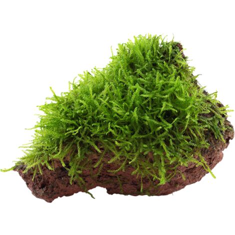 Aquarium Pflanze Taxiphyllum barbieri auf Lavastein Tropica Nr.003 YLS