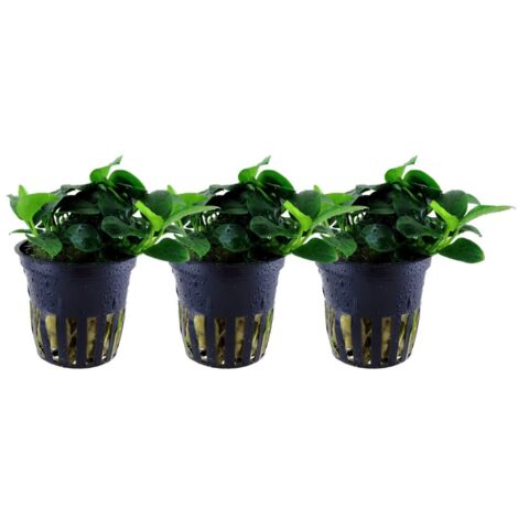 Aquariumpflanze 3 Stück Anubias 'Petite' Nr.101H