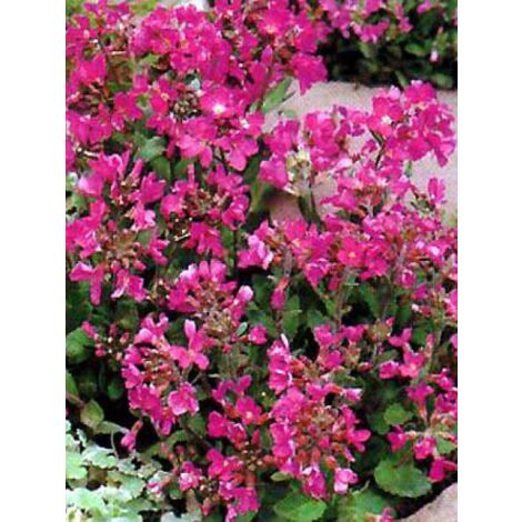 Arabette de Californie Godet de 8/9 cm