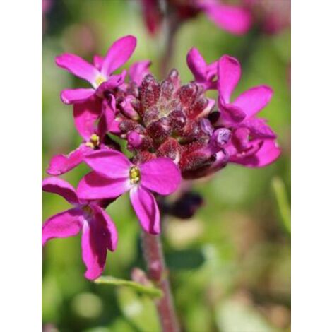 Arabette de Californie 'Rose Delight' Godet de 7/8 cm