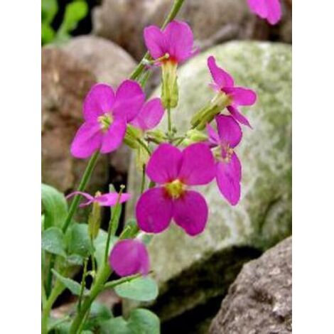 Arabette du Caucase 'Pinkie' Godet de 8/9 cm