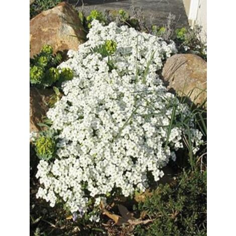 Arabette du Caucase 'Snow Cap' Godet de 8/9 cm