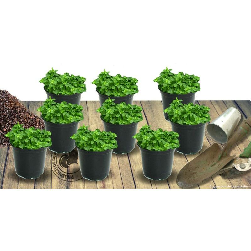 Arabette ferdinandi-coburgii Variegata | Conditionnement: Lot de 9 godets