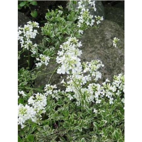 Arabis ferdinandi-coburgii 'Variegata' Godet de 8/9 cm