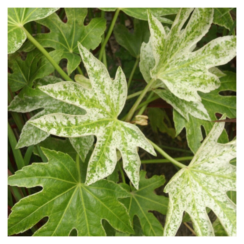 Fatsia Spider's Web/Pot de 4L