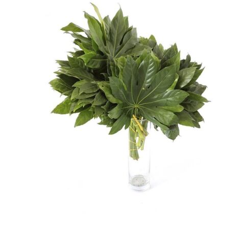 Aralias  Flor Natural  Ramo de 50 tallos  Verde  30cm de alto