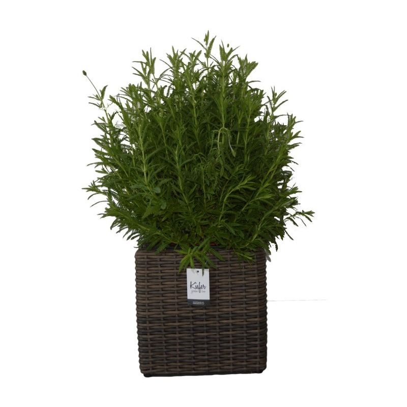 

Kiefergarden - Arauca macetero ratan sintético premium marron grisáceo tamaño grande - Kiefer Garden