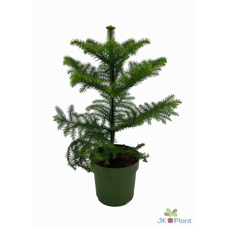 Araucaria Heterophylla - Ø14cm - H38cm– ComfortXL Green