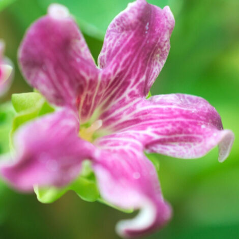 Arauja sericofera Rosea
