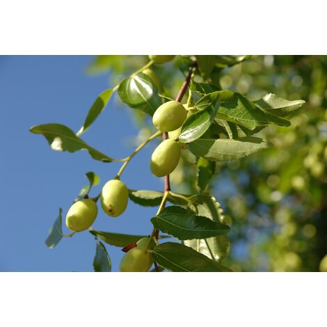 Árbol de Azufaifo Ziziphus Jujuba en Maceta de 120/130 Cm de Altura