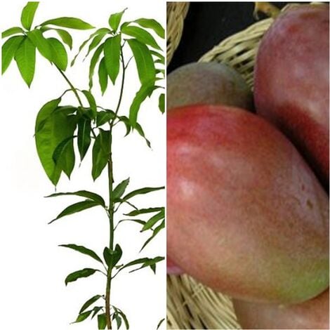 Arbol Planta Frutal Mango Variedad Osteen. Resistente y Productivo