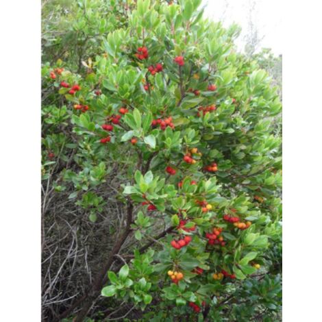 Arbousier arbre à fraises 'Atlantic' – Buisson compact 40/50cm – Fleurs blanches en grappes – Résistant jusqu'à -15°C – Pot de 4L/5L