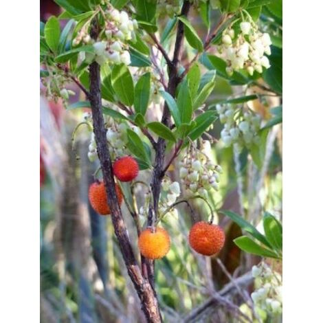 Arbousier, Arbre à fraises 'Compacta' Pot de 2L/3L