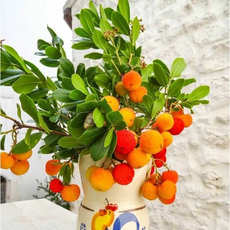 PÉPINIÈRES NAUDET Arbousier ou Arbre aux Fraises (Arbutus Unedo)