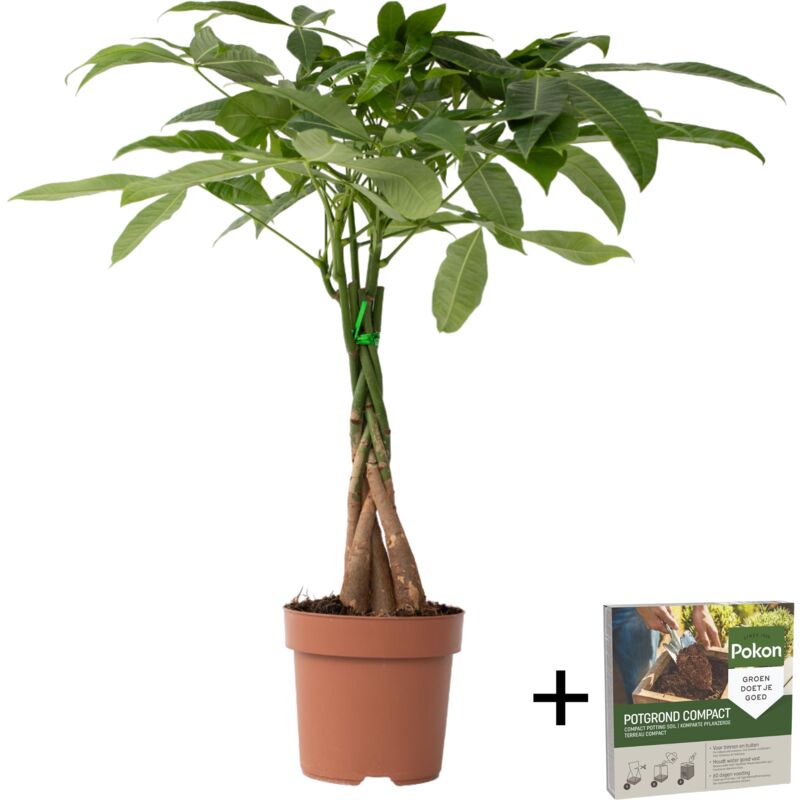 Plant In A Box - Arbre à argent - Pachira aquatica - Hauteur 60-70cm - ⌀17cm