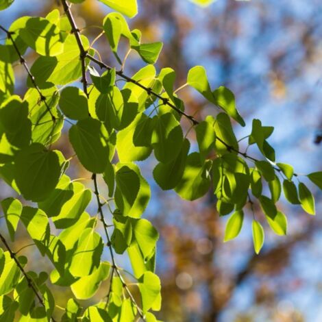 Arbre à caramel 'Ra' (Cercidiphyllum japonicum 'Ra')