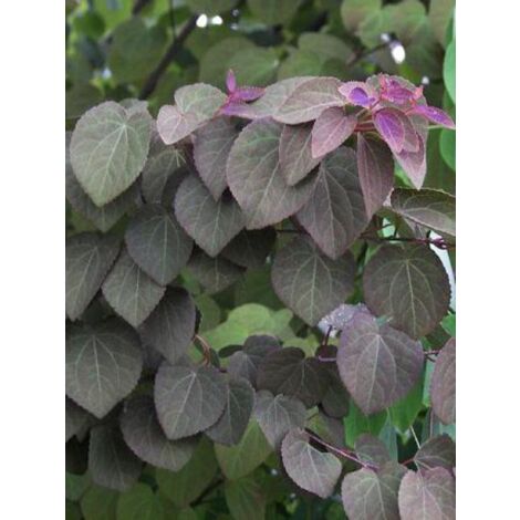 Arbre à caramel 'Rotfuchs' Pot de 4L/5L