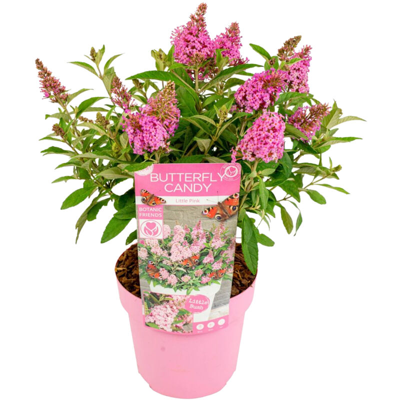 Bloomique - Arbre à papillons - Buddleja Butterfly Candy 'Little Pink' - Résistant à l'hiver - ⌀19 cm - 40-50 cm - Pink