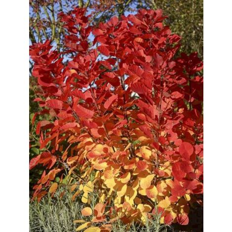 Arbre à perruque 'Flamissimo ' Pot de 3L/4L
