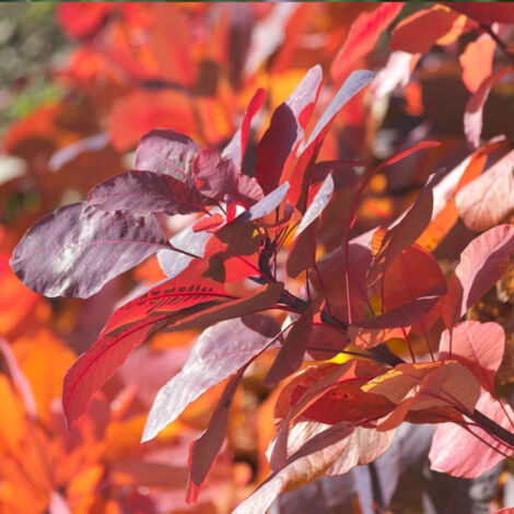 Arbre à perruque Royal Purple, Cotinus/Pot de 1,5L - 20/50 cm