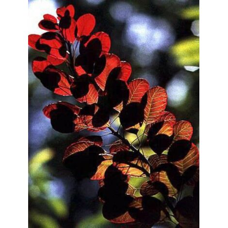 Arbre à perruque 'Royal purple' Godet de 8/9 cm