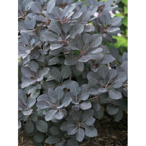 Arbre à perruque 'Winecraft Black' Pot de 3L/4L