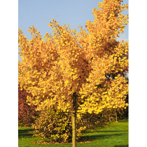 Arbre aux 40 écus 'Autumn Gold' Pot de 6L/7L