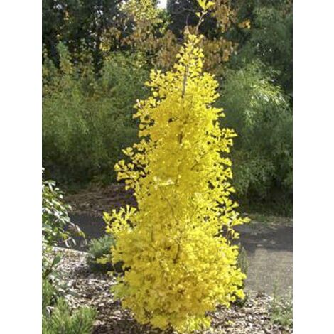 Arbre aux 40 écus 'Menhir' Pot de 4L/5L