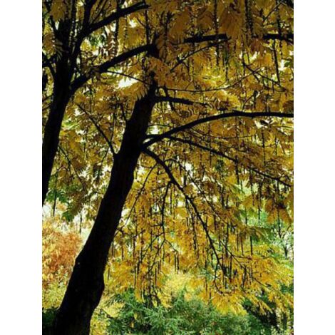 Arbre aux 40 écus Pot de 7,5L/10L