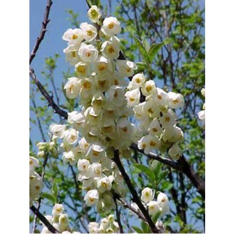 Arbre aux cloches d'argent Pot de 18L/20L