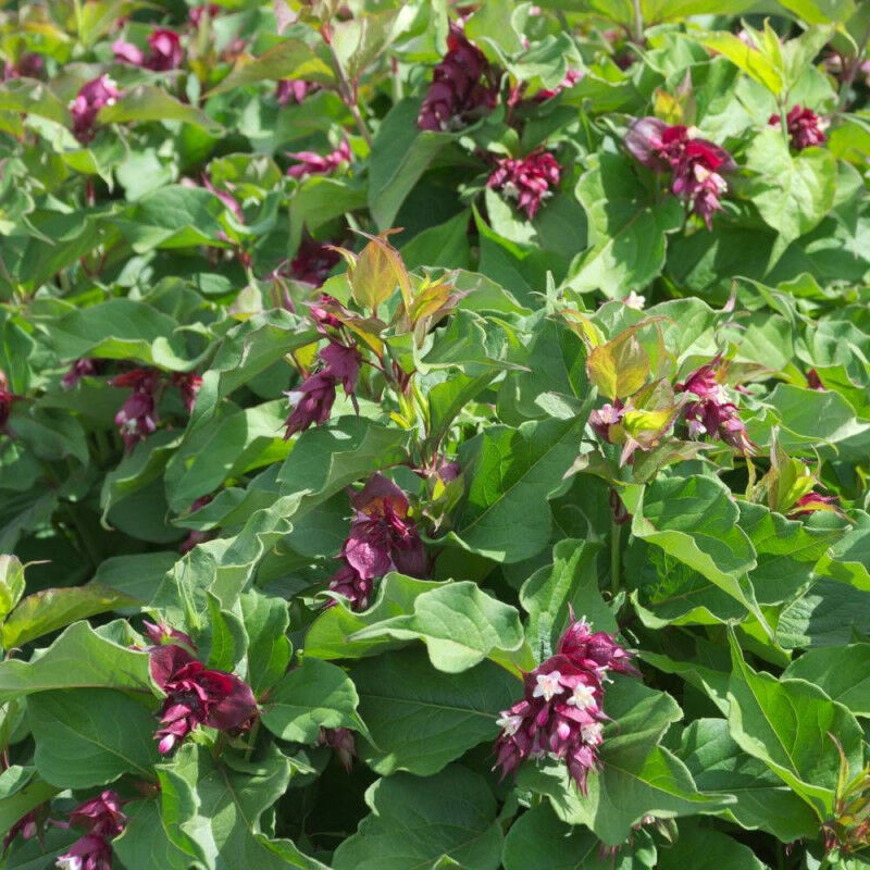 Arbre aux faisans/Pot de 7,5L