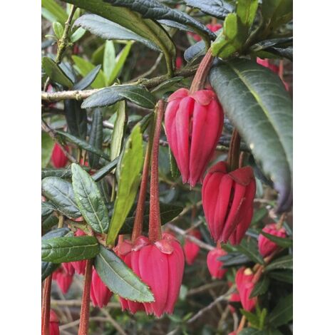 Arbre aux lanternes Pot de 4L/5L