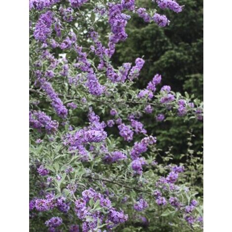 Arbre aux papillons à feuilles alternes 'Unique' Pot de 3L/4L