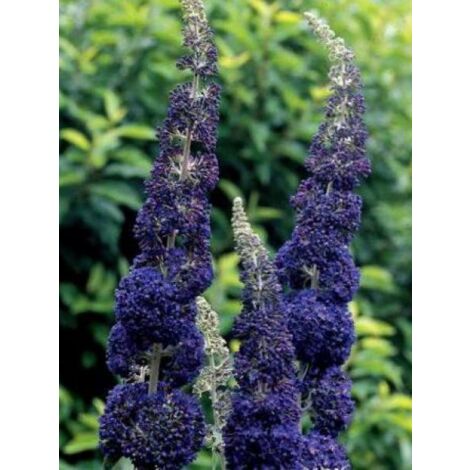 Arbre aux papillons 'Adonis Blue'® Pot de 3L/4L
