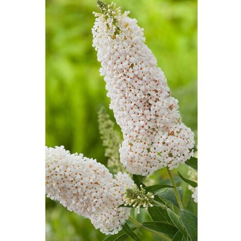 Arbre aux papillons 'Argus® White' Pot de 3L/4L
