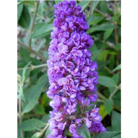 Arbre aux papillons 'Blue Chip' Pot de 2L/3L